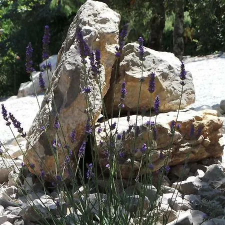 Domaine Vilonapa - Figuier *